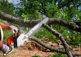 Trusted Banning, CA Tree Care Experts